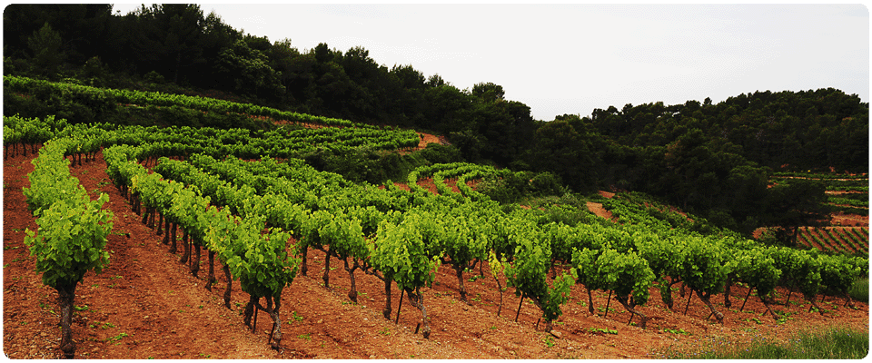 top_vignes